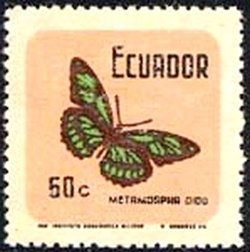 Dido Longwing (Metamorpha dido)