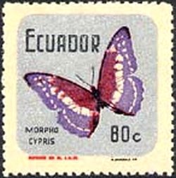 Cypris Morpho (Morpho cypis)