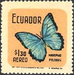 Common Morpho (Morpho peleides)