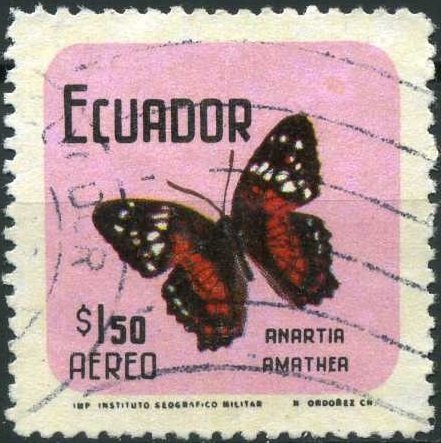 Scarlet Peacock (Anartia amathea)