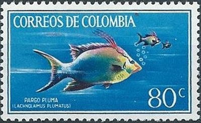 Hogfish (Lachnolaimus plumatus)