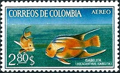 Bermuda Blue Angelfish (Holacanthus isabelita)