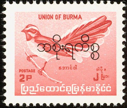White-browed Fantail (Rhipidura aureola)