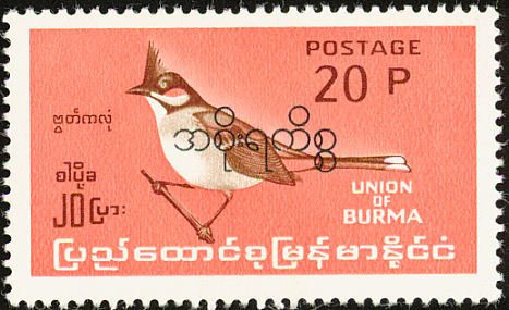 Red-whiskered Bulbul (Pycnonotus jocosus)
