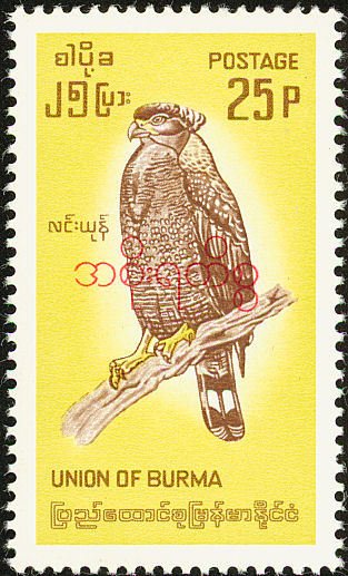 Crested Serpent-eagle (Spilornis cheela)