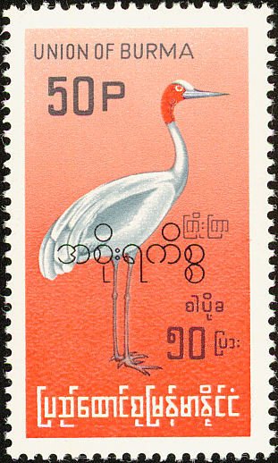 Sarus Crane (Grus antigone)