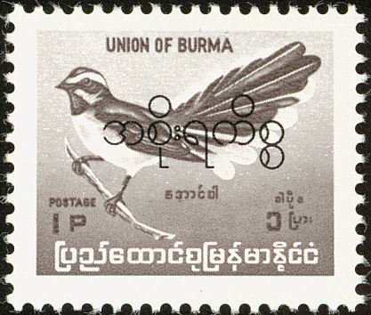 White-browed Fantail (Rhipidura aureola)