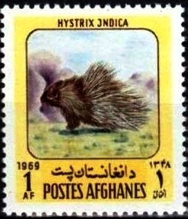 Indian Crested Porcupine (Hystrix indica)