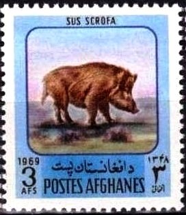 Wild Boar (Sus scrofa)