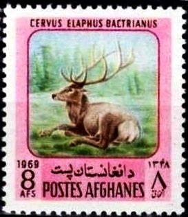 Bactrian Deer (Cervus elaphus bactrianus)