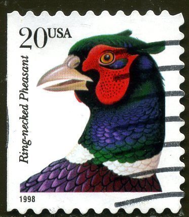 Ring-necked Pheasant (Phasianus colchicus torquatus)