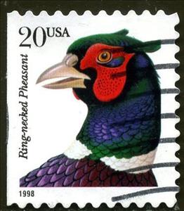 Stamp, Ring-necked Pheasant (Phasianus colchicus torquatus), United States of America,  