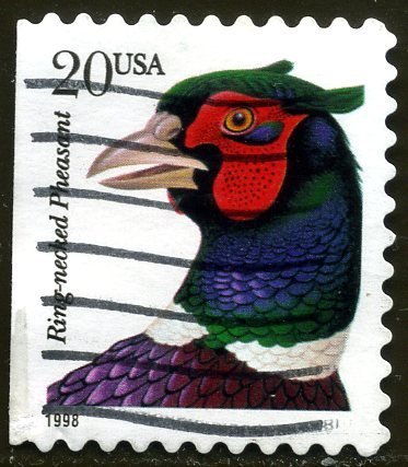 Ring-necked Pheasant (Phasianus colchicus torquatus)