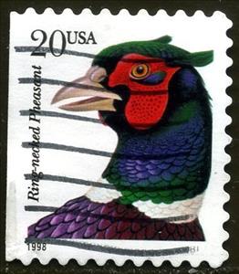Stamp, Ring-necked Pheasant (Phasianus colchicus torquatus), United States of America,  