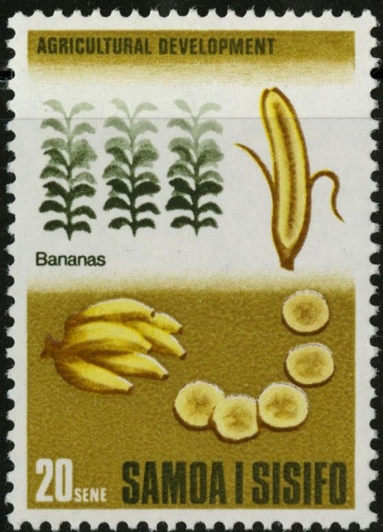 Musa paradisiaca