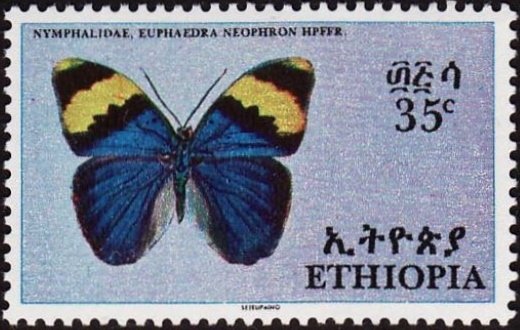Gold Banded Forester (Euphaedra neophron)