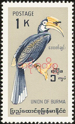Oriental Pied Hornbill (Anthracoceros albirostris)