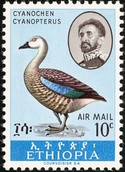 Blue-winged Goose (Cyanochen cyanoptera)