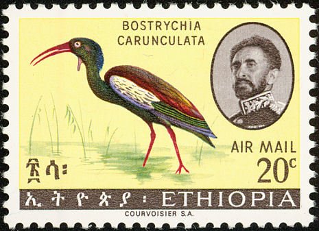 Wattled Ibis (Bostrychia carunculata)