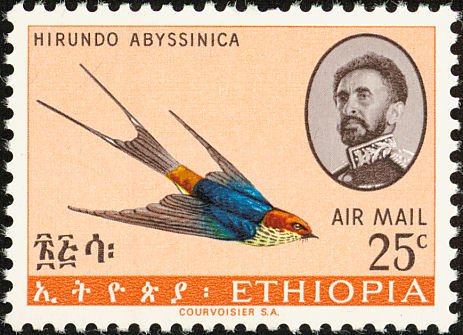 Lesser Striped Swallow (Cecropis abyssinica)