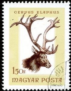 Stamp, Red Deer (Cervus elaphus), Hungary,  , Mammals, Hunting, Animals (Fauna), Deer