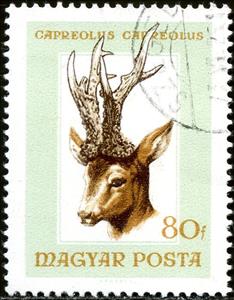 Stamp, Roe Deer (Capreolus capreolus), Hungary,  , Mammals, Hunting, Animals (Fauna), Deer