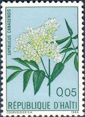 Sambucus canadensis