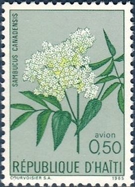 Sambucus canadensis