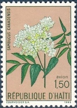 Sambucus canadensis