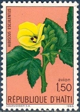 Hibiscus esculentus