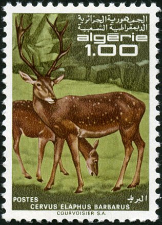 Barbary Stag (Cervus elaphus barbarus)
