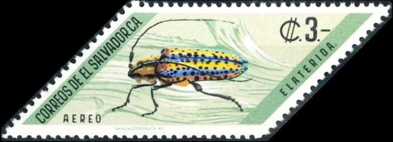 Longhorn Beetle (Elaterida sp.)