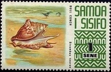 Sea Snail (Strombus taurus)
