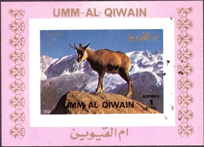 Chamois (Rupicapra rupicapra)