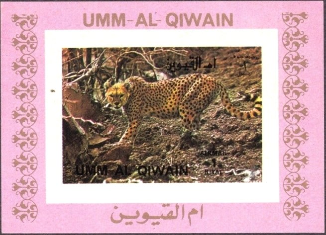 Cheetah (Acinonyx jubatus)