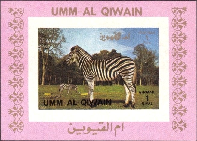 Zebra (Equus sp.)