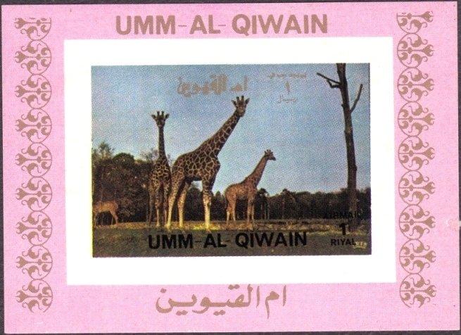 Giraffe (Giraffa camelopardalis)