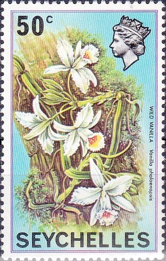 Wild Vanila (Vanilla phalaenopsis)