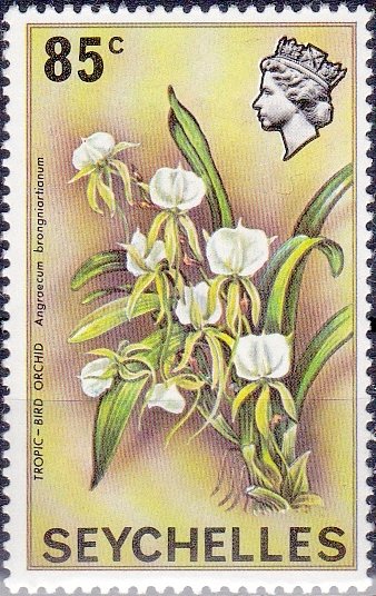 Tropic-Bird Orchid (Angraecum brongniartianum)