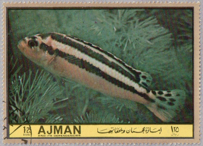 Pseudotropheus auratus