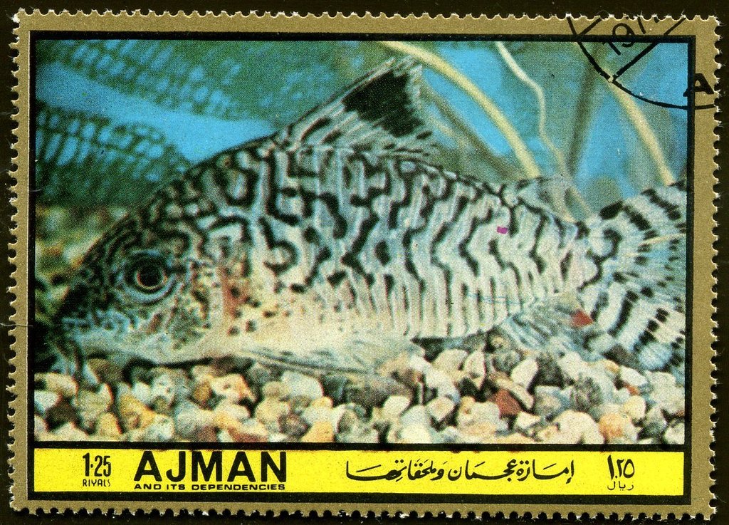 Corydoras
