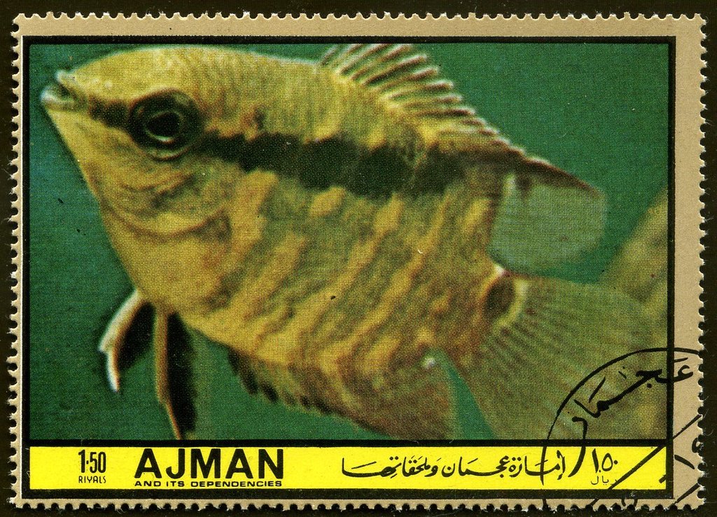 Cichlasoma festivum