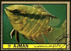 Stamp, Cichlasoma festivum, Ajman,  , Fishes
