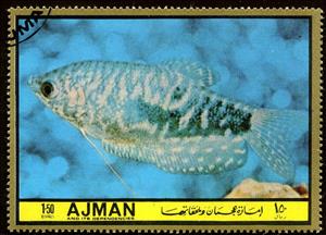 Stamp, Trichogaster trichopterus, Ajman,  , Fishes
