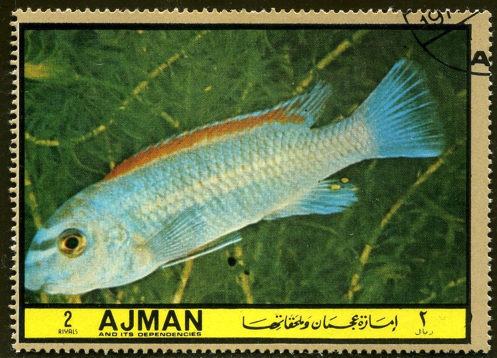 Labeotropheus trewavasis