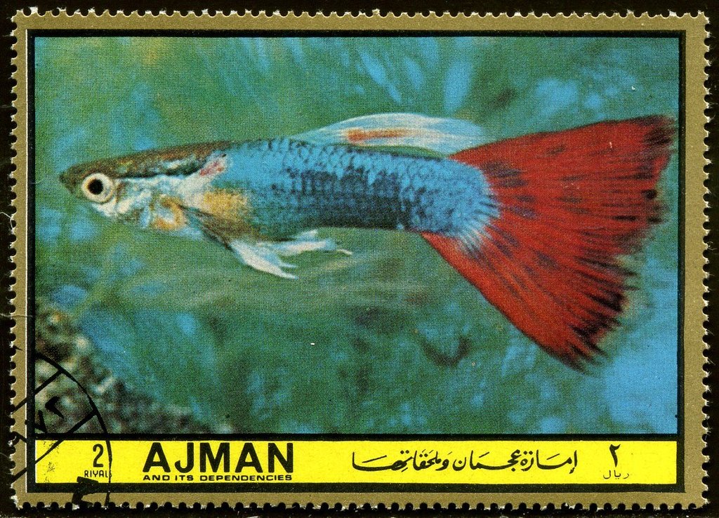 Lebistes reticulatus