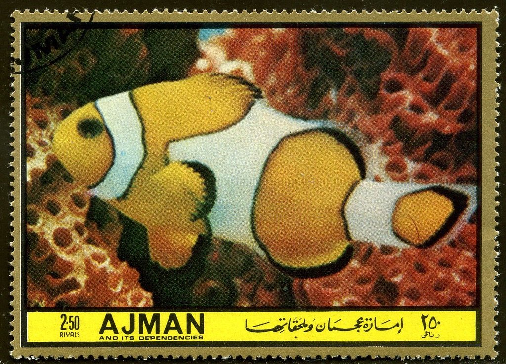 Amphiprion percula