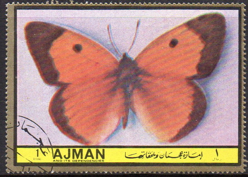 Colias edusa