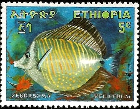 Sailfin Tang (Zebrasoma veliferum)