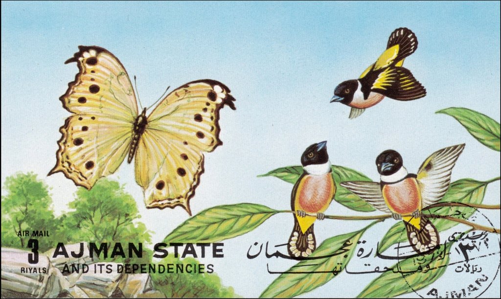 Butterflies and Birds
